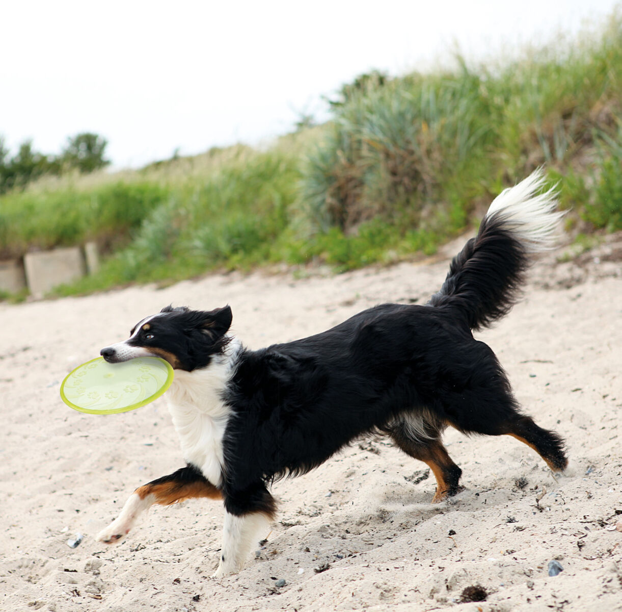 Trixie Dog Disc aus TPR Frisbee für Hunde | Schwimmspaß für aktive Hunde | Lime Ø 18 cm