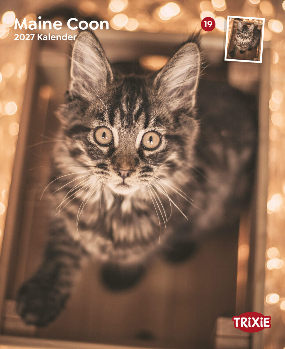 Trixie Motivkalender 2027 | Jahreskalender mit verschiedenen Motive und Themen | Kalender Maine Coon Katzen