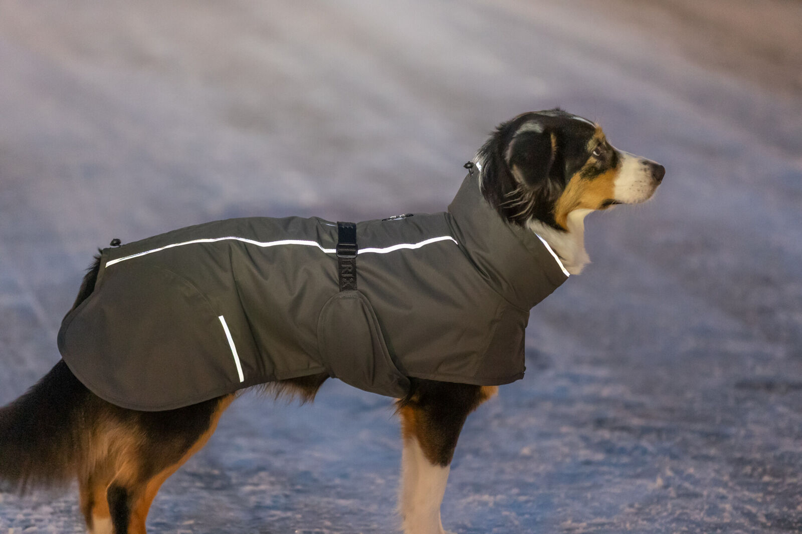 TRIXIE Hundemantel Limoux | Schutz vor Wind und Regen | Farbe Steingrau - XS 30 cm Rückenlänge