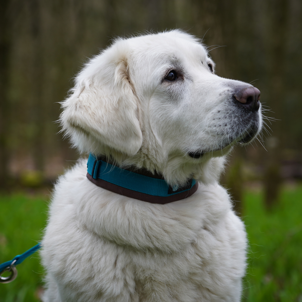 Anny·X Steckhalsband Fun Braun-Petrol | Gepolstertes Hundehalsband | Größe 2 (27-33 cm)