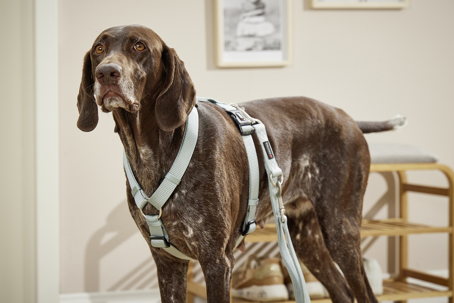 WOLTERS Professional Hundegeschirr | verstellbares Nylon-Geschirr für Hunde | Salbeigrün - Gr. XS  (Brustumfang 25-35 cm, Breite 10 mm)