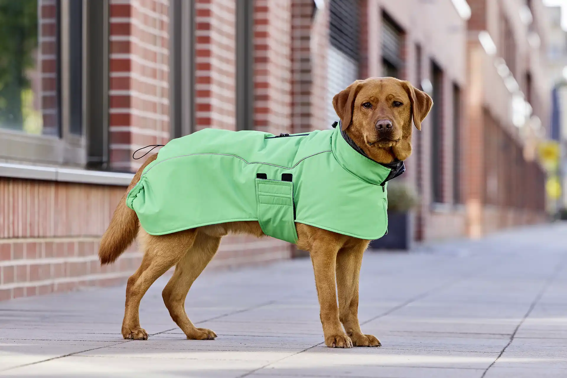 Wolters Hundejacke Cape Adventure | Gefütterte Winterjacke für Hunde | Farbe Grün | Größe 24 (Rückenlänge 24 - 26 cm)