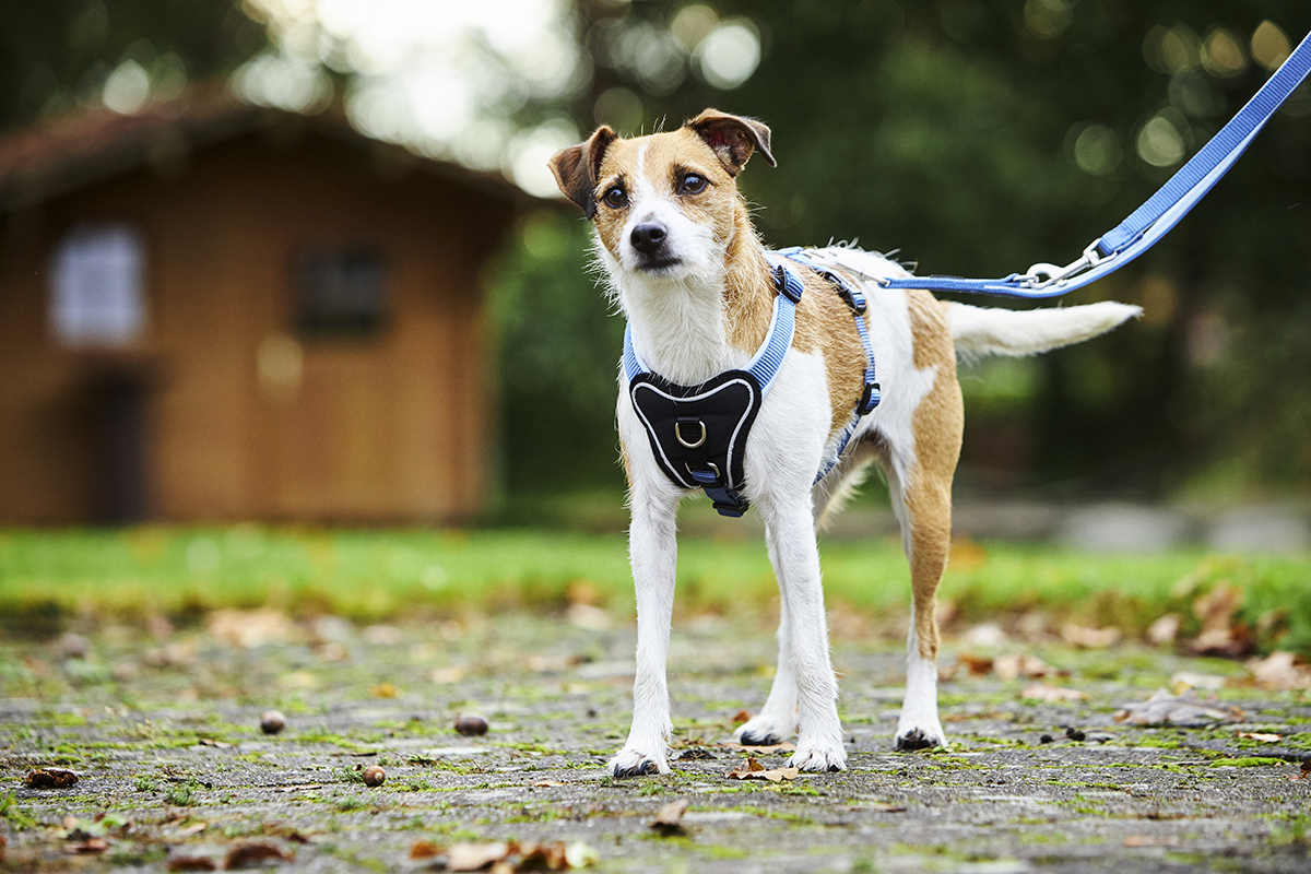 WOLTERS Professional Comfort Hundegeschirr | Brustgeschirr mit Neopren-Polsterung | Aqua-Azur - Gr.-1 (27-32 cm) - Breite 15 mm