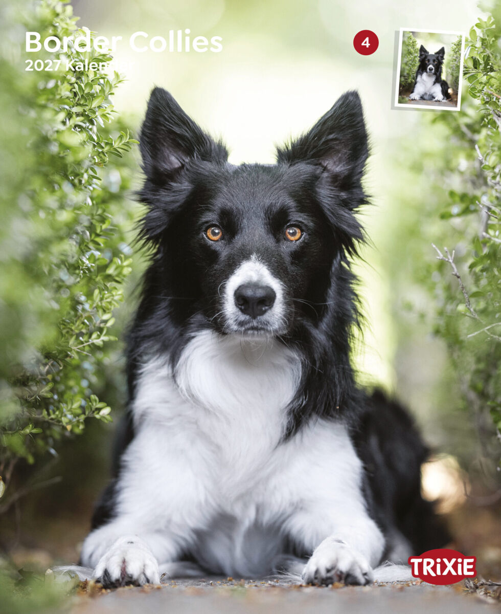 Trixie Motivkalender 2027 | Jahreskalender mit verschiedenen Motive und Themen |  Kalender Border Collies