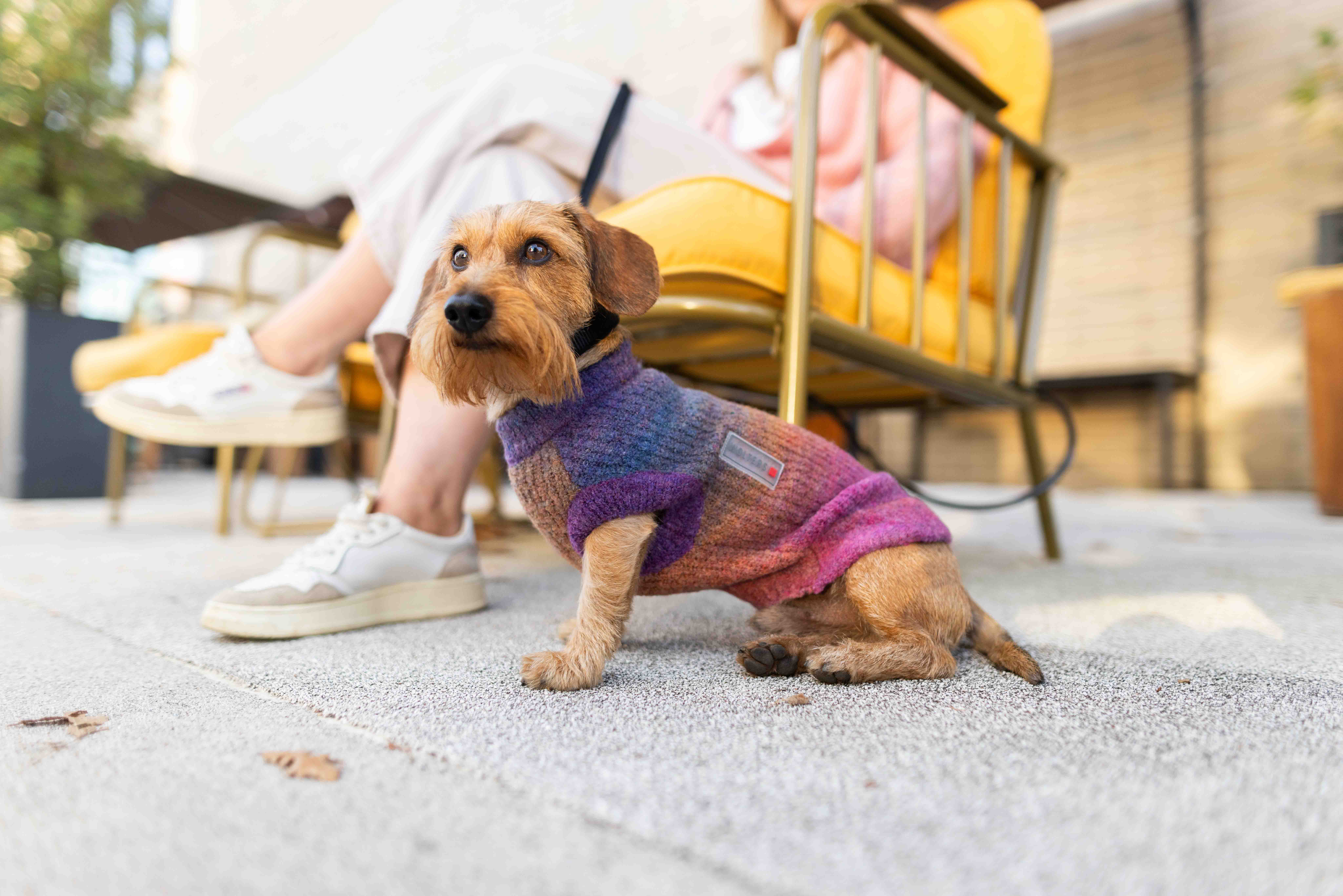 Wolters Strickpullover Rainbow | Farbenfroher Hundepullover mit schönem Farbverlauf  | Gr. 20 (Rückenlänge 19 - 21 cm)