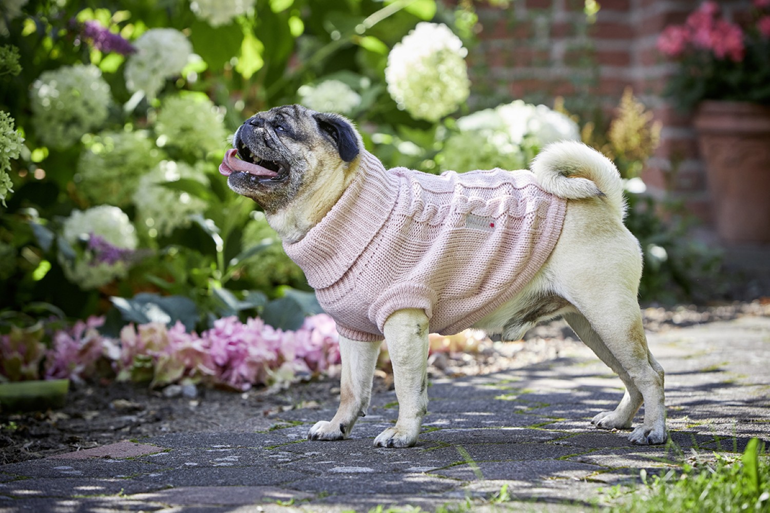 Wolters Strickpullover Zopf Breite Brust Rosa | Pullover für Mops, Bulli & Co. mit Zopf-Strickmuster | Gr. 30 (Rückenlänge 28 - 30 cm)