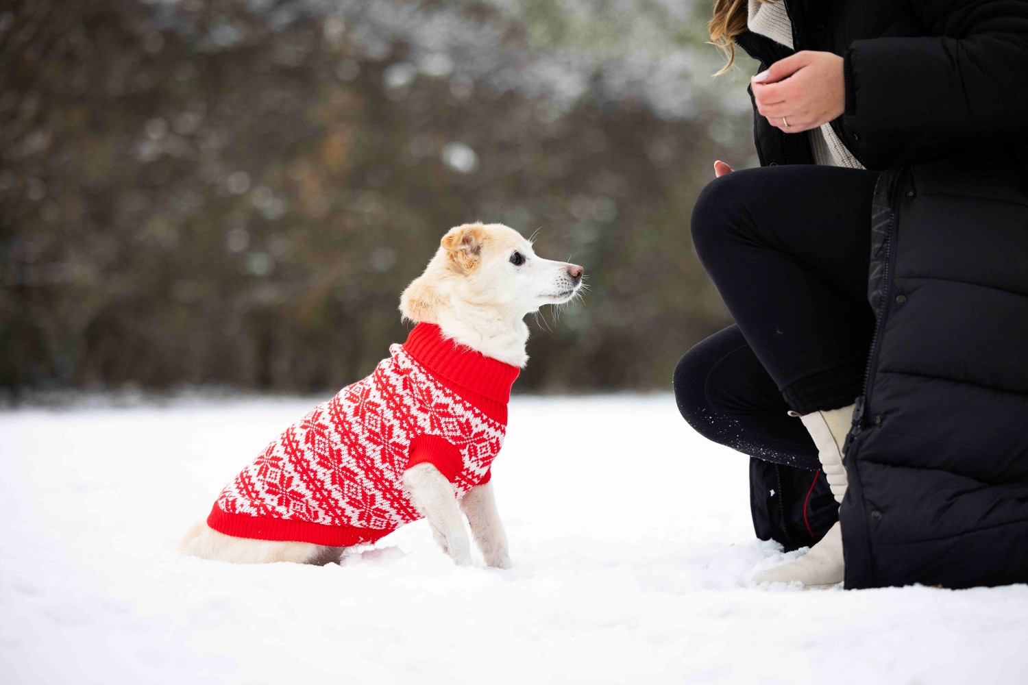 Wolters Strickpullover Thore Rot-Weiß | Hundepullover mit festlichen Strickmuster | Gr. 20 (Rückenlänge 19 - 21 cm)