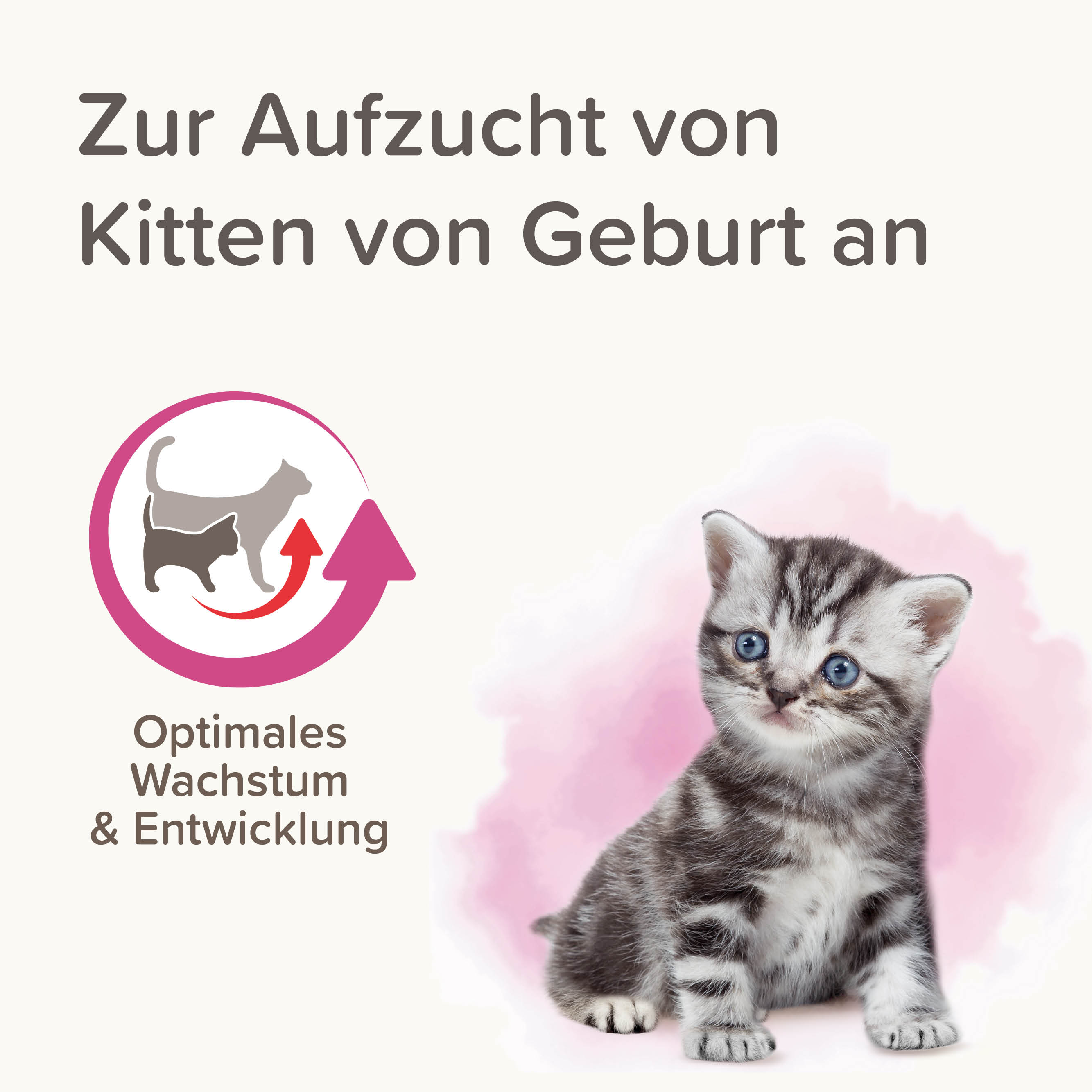 Beaphar Lactol Aufzucht-Milch für Katzen | Vollwertiger Muttermilchersatz mit DHA & Taurin | Milchpulver 250 g