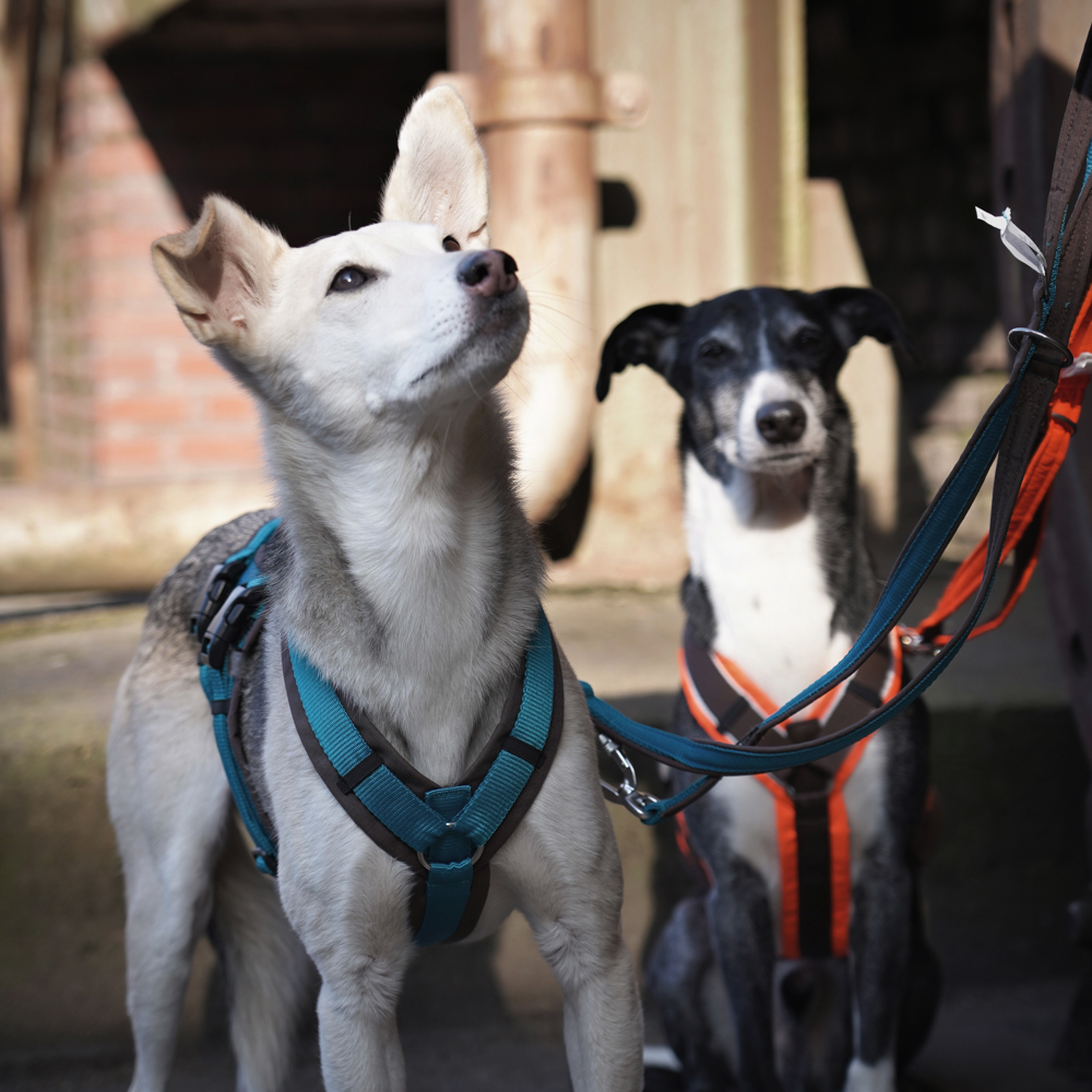 Anny-X Brustgeschirr Safety Fun Braun-Petrol | Ausbruchsicheres Hundegeschirr mit Taillengurt | Größe S (Brustumfang 52 - 64 cm)