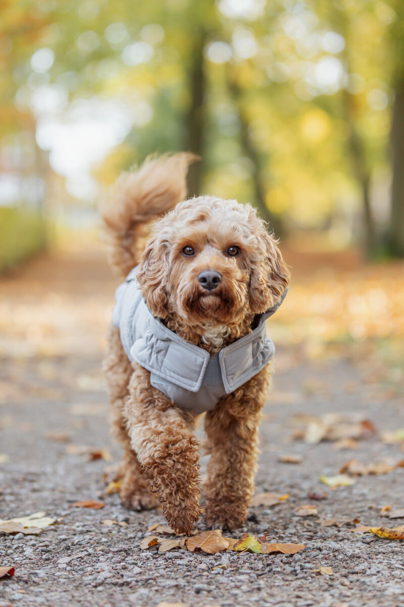 TRIXIE Wintermantel Ajou | Wintermantel für Hunde – warm, wasserdicht | Farbe Grau - Gr. S 40 cm Rückenlänge