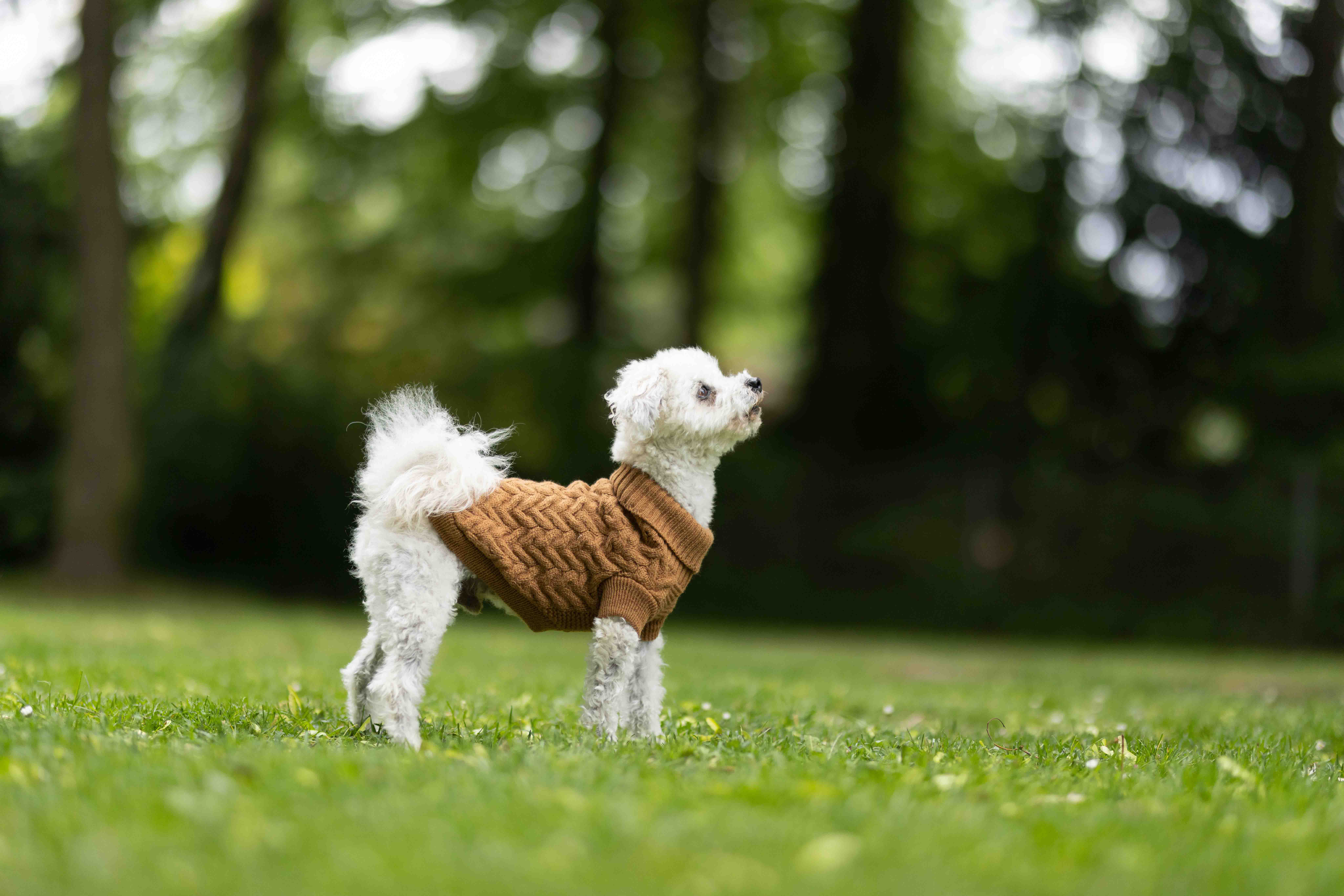 Wolters Strickpullover Isolde Schwarz | Hundepullover mit klassischen Fischgrät-Strickmuster | Gr. 20 (Rückenlänge 19 - 21 cm)