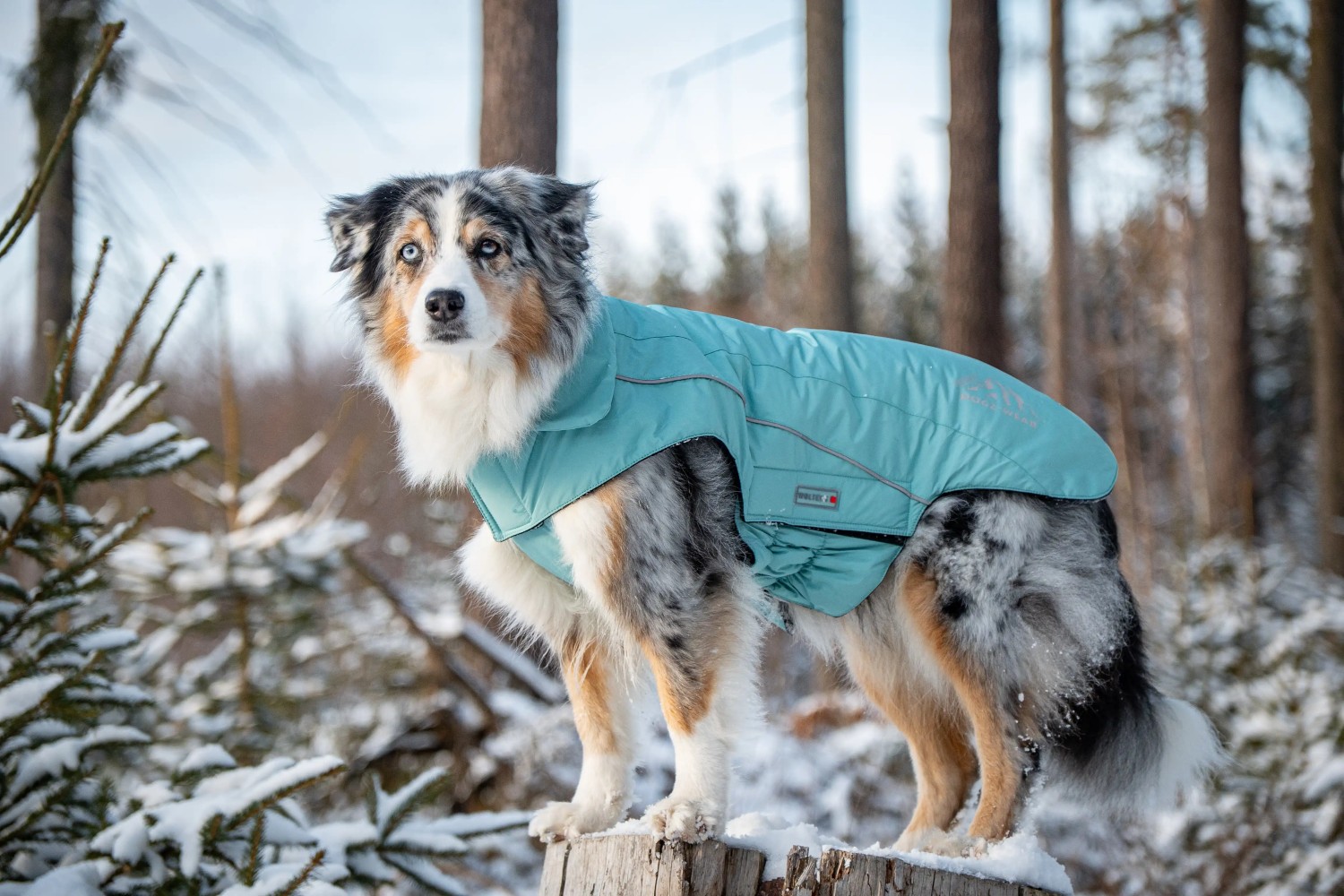 Wolters Wolters Skijacke Dogz-Wear | Wintermantel für Hunde | Farbe Türkis | Größe 28 (Rückenlänge 27 - 29 cm)