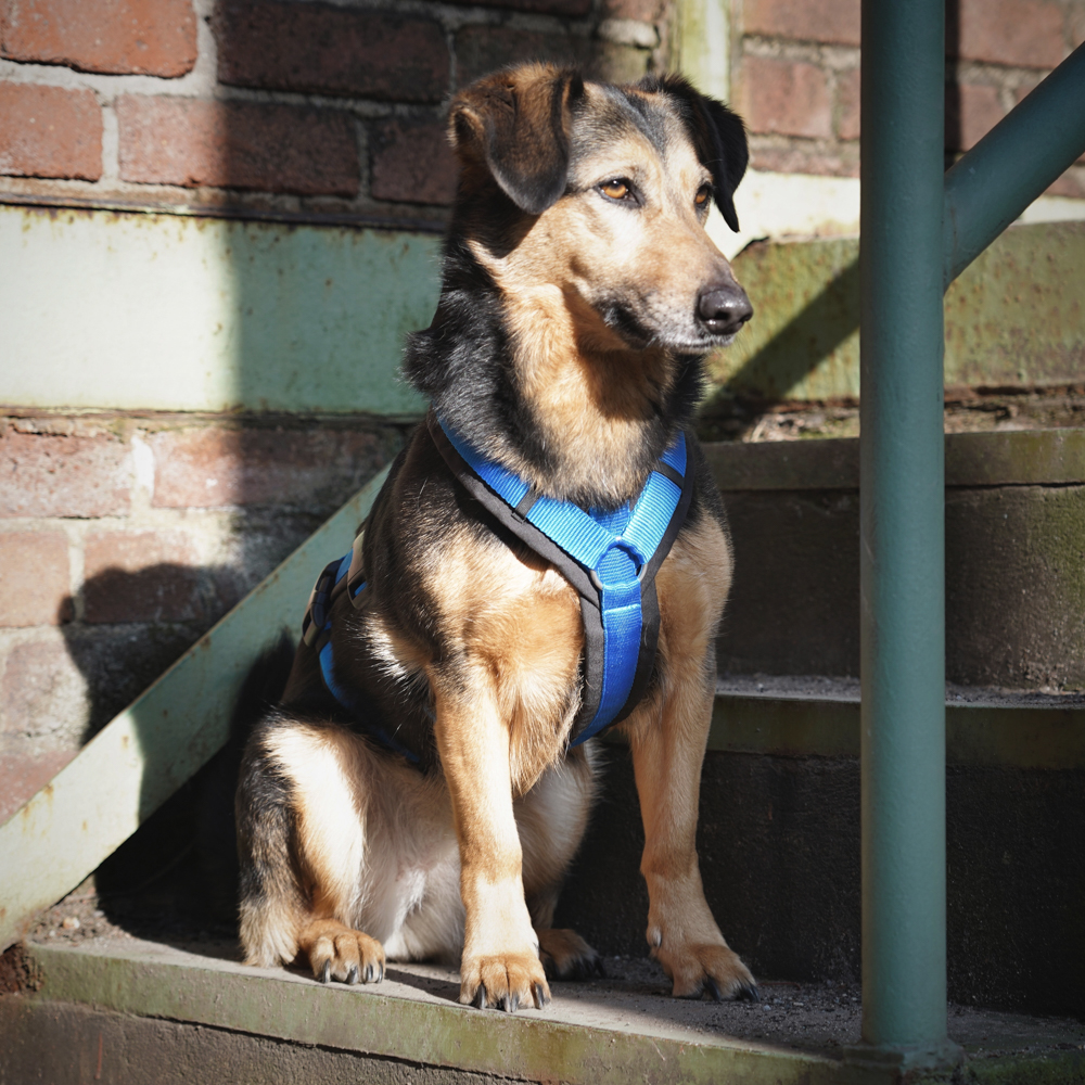 Anny-X Brustgeschirr Safety Fun Schwarz-Blau | Ausbruchsicheres Hundegeschirr mit Taillengurt | Größe S (Brustumfang 52 - 64 cm)