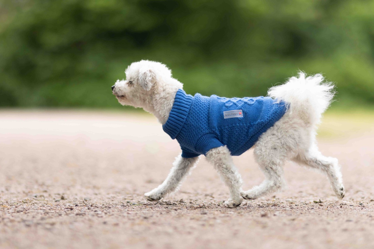 Wolters Strickpullover Tristan Royalblau | Hundepullover Strickmuster mit keltischem Knoten | Gr. 20 (Rückenlänge 19 - 21 cm)