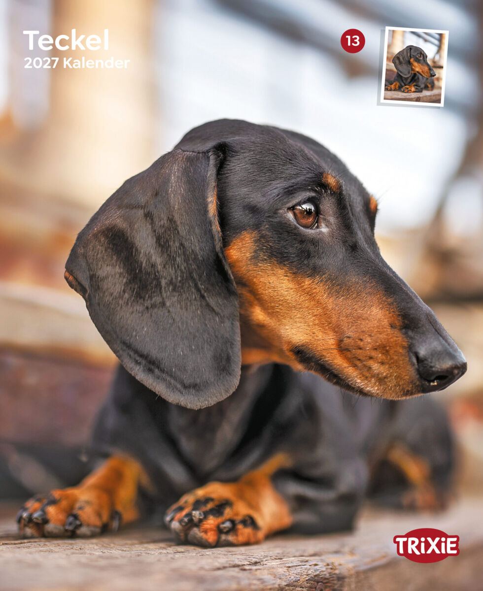 Trixie Motivkalender 2027 | Jahreskalender mit verschiedenen Motive und Themen | Kalender Teckel