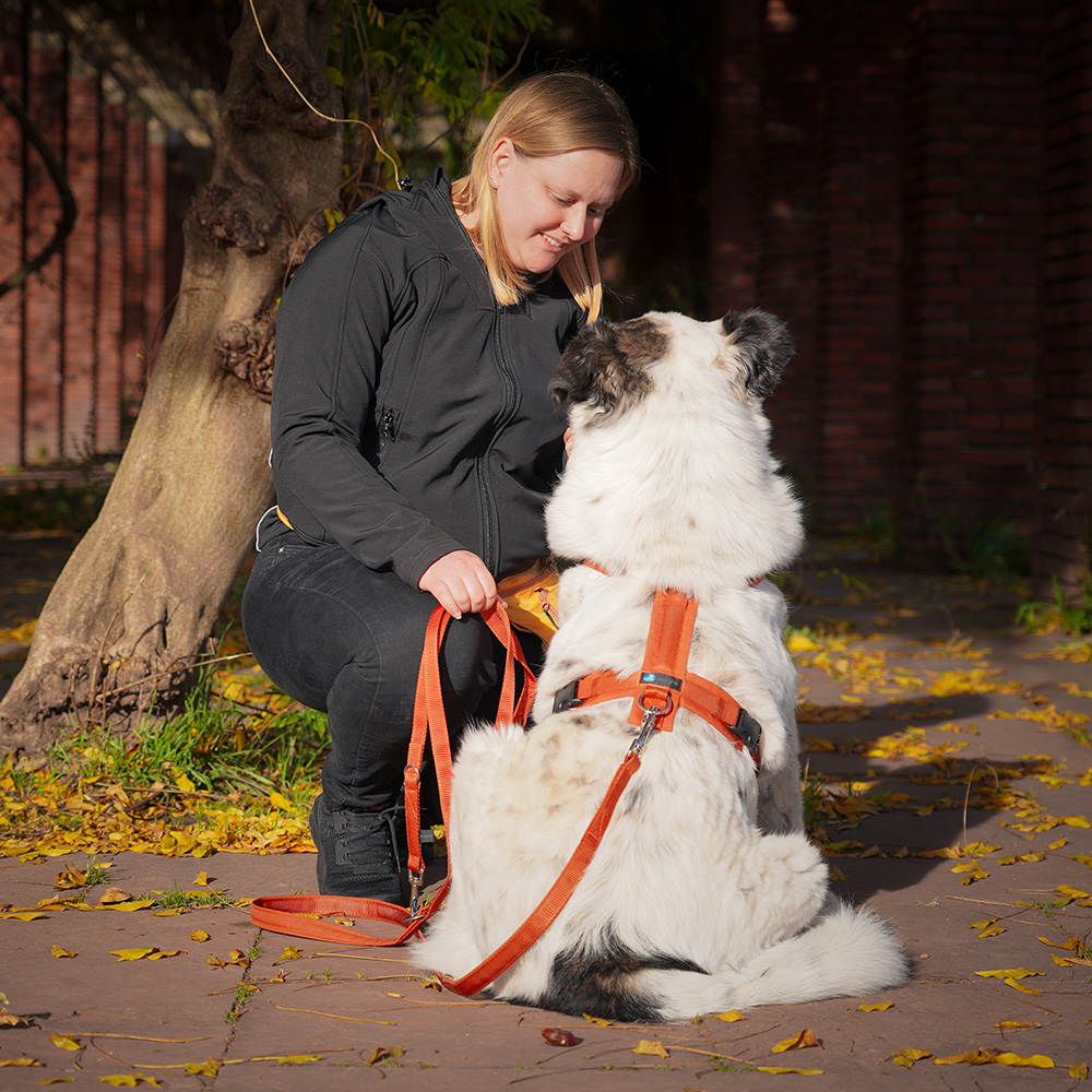 Anny-X Brustgeschirr Fun Ahorn | Hundegeschirr Größe M (Brustumfang 62 - 74 cm)