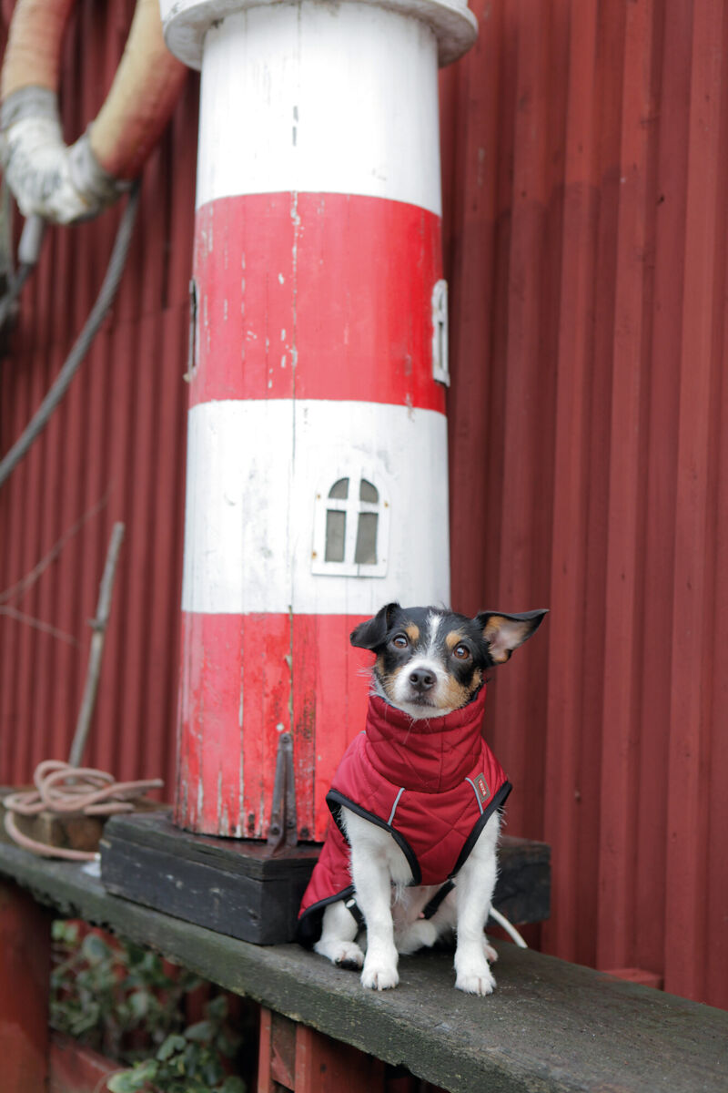 TRIXIE Hundemantel Minot | Wintermantel für Hunde – warm, wasserdicht | Farbe Rot - XS 30 cm Rückenlänge