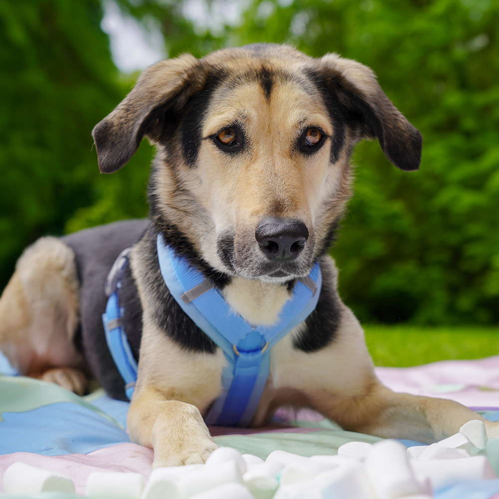 Anny-X Brustgeschirr Fun Marshmallow | Hundegeschirr Größe XS (Brustumfang 43 - 52 cm)