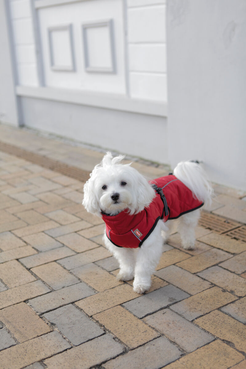 TRIXIE Hundemantel Minot | Wintermantel für Hunde – warm, wasserdicht | Farbe Rot - XS 30 cm Rückenlänge