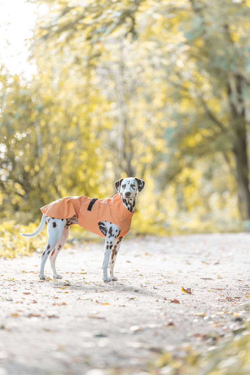 TRIXIE Regenmantel Vimy | Friesennerz für Hunde – Schutz vor Wind und Regen | Farbe Orange S 40 cm Rückenlänge