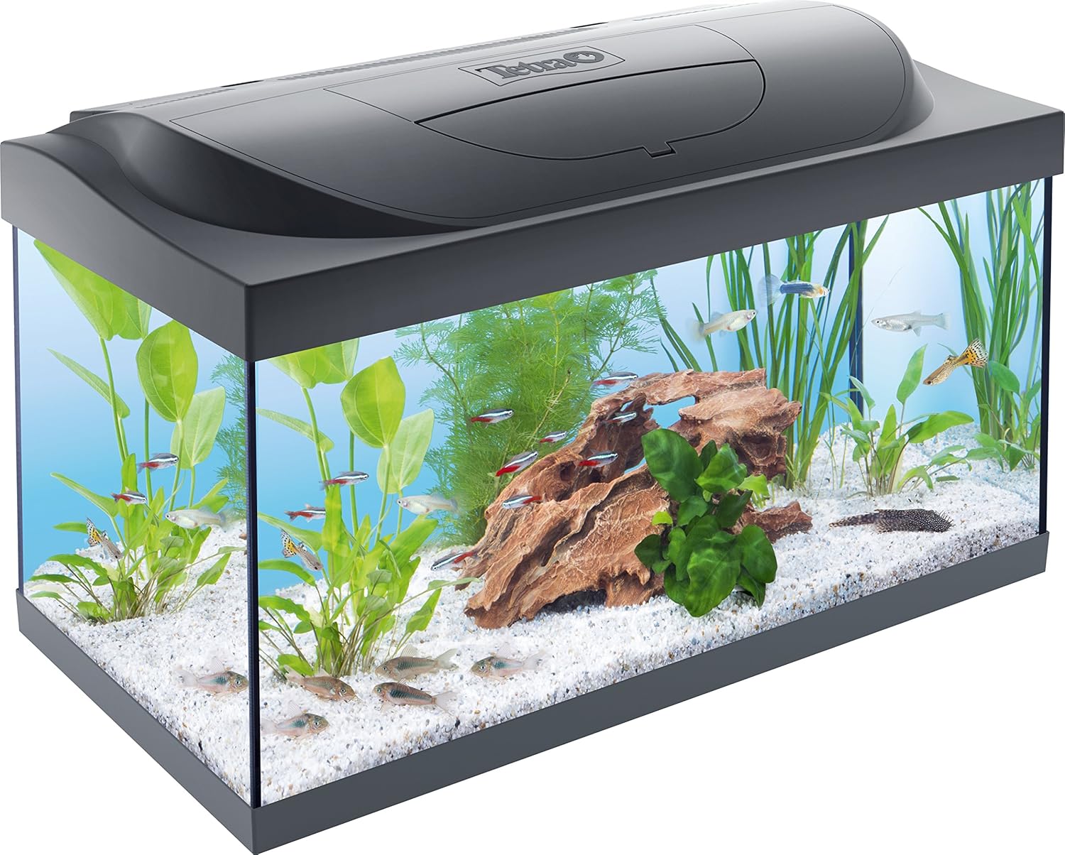 Tetra Aquarium Komplett-Set - Starter Line 54 L| inkl. Tag- & Nachtlicht LED-Beleuchtung, Innenfilter, Heizer, Fischfutter und Wasseraufbereiter