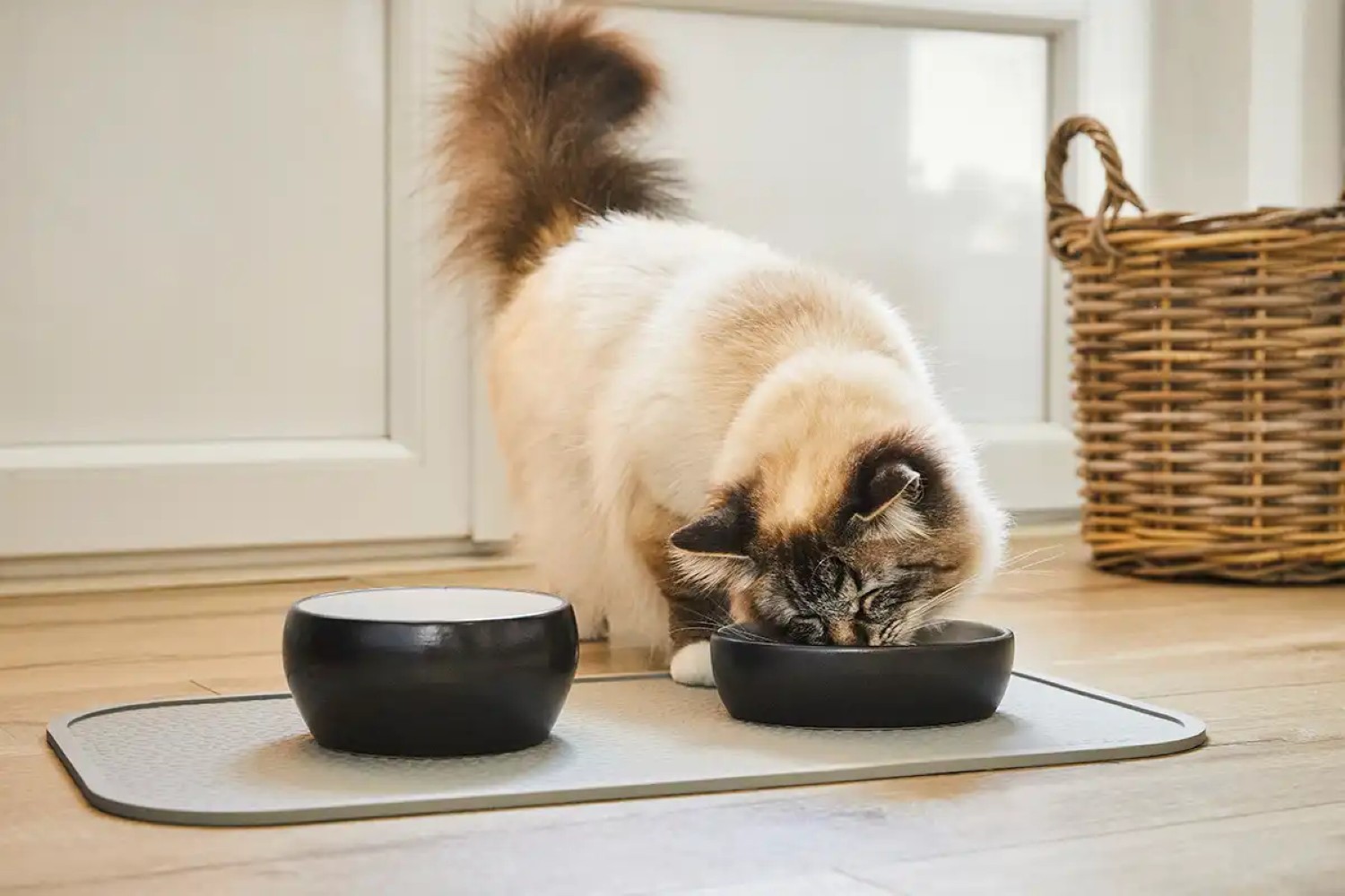 Wolters Napf Diner Colour für Katzen | rutschfester Keramiknapf für Katzen, 0,3 l | Aqua-Schwarz