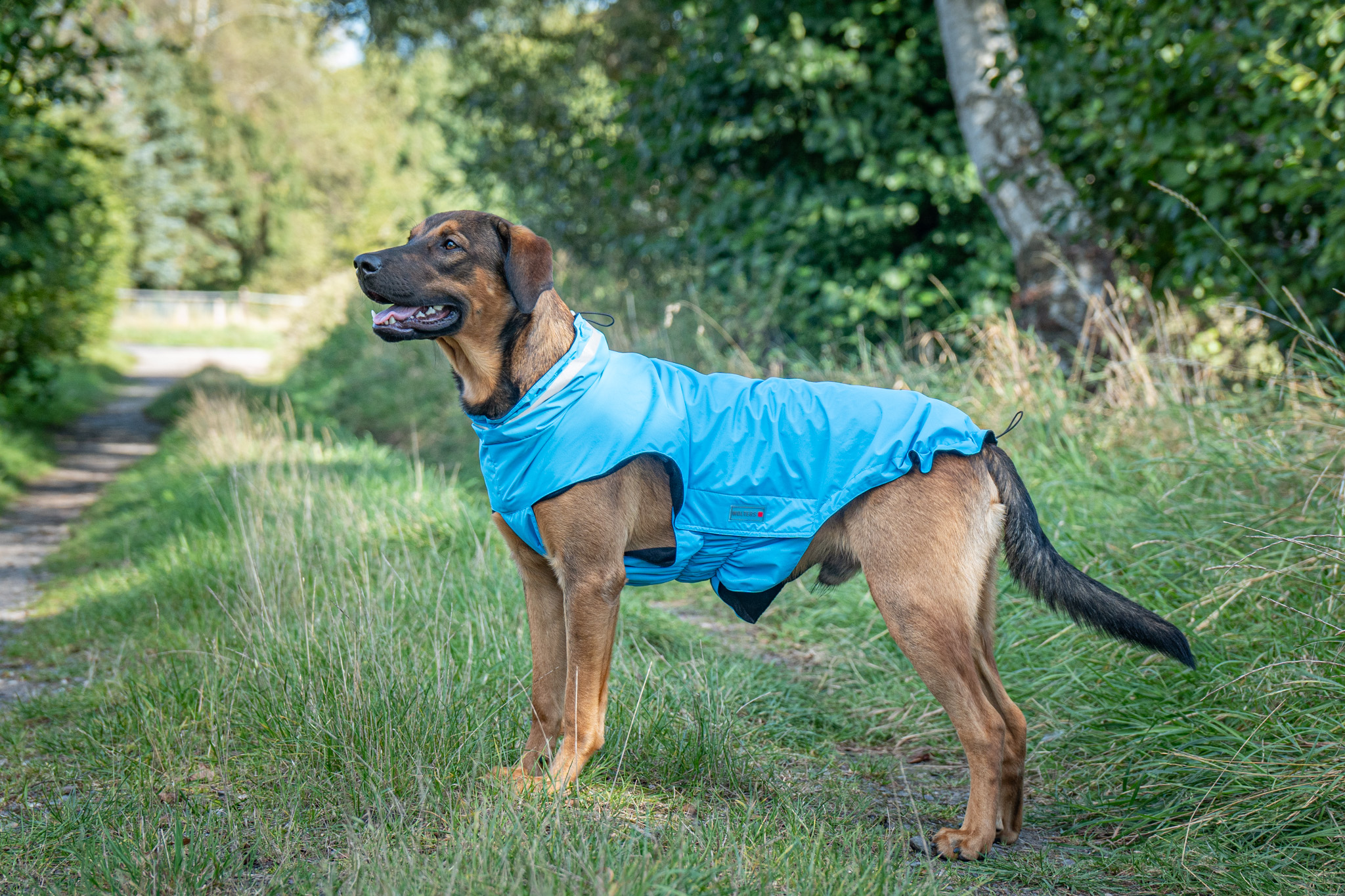 Wolters Outdoorjacke Modern Classic | Hundejacke die perfekt schützt bei Kälte und Nässe | Blau - Gr. 28 (Rückenlänge 27 - 29 cm)