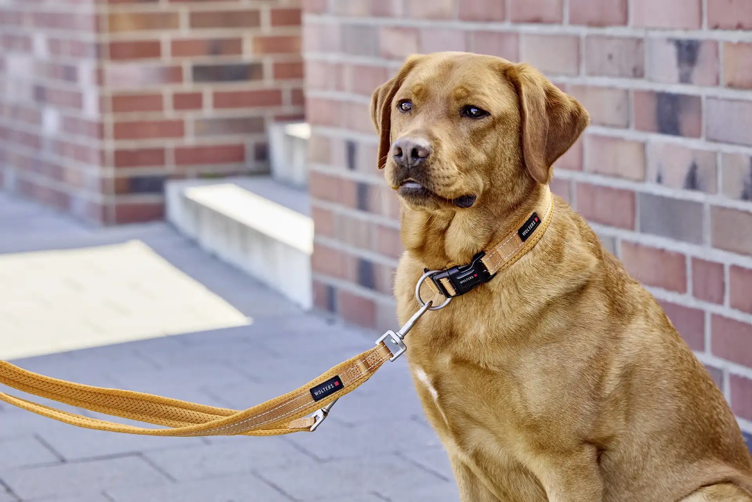 Wolters Halsband Light Mesh Camel | Hundehalsband mit Sicherheitsverschlüssen | Größe XS (Länge 34-41 cm)