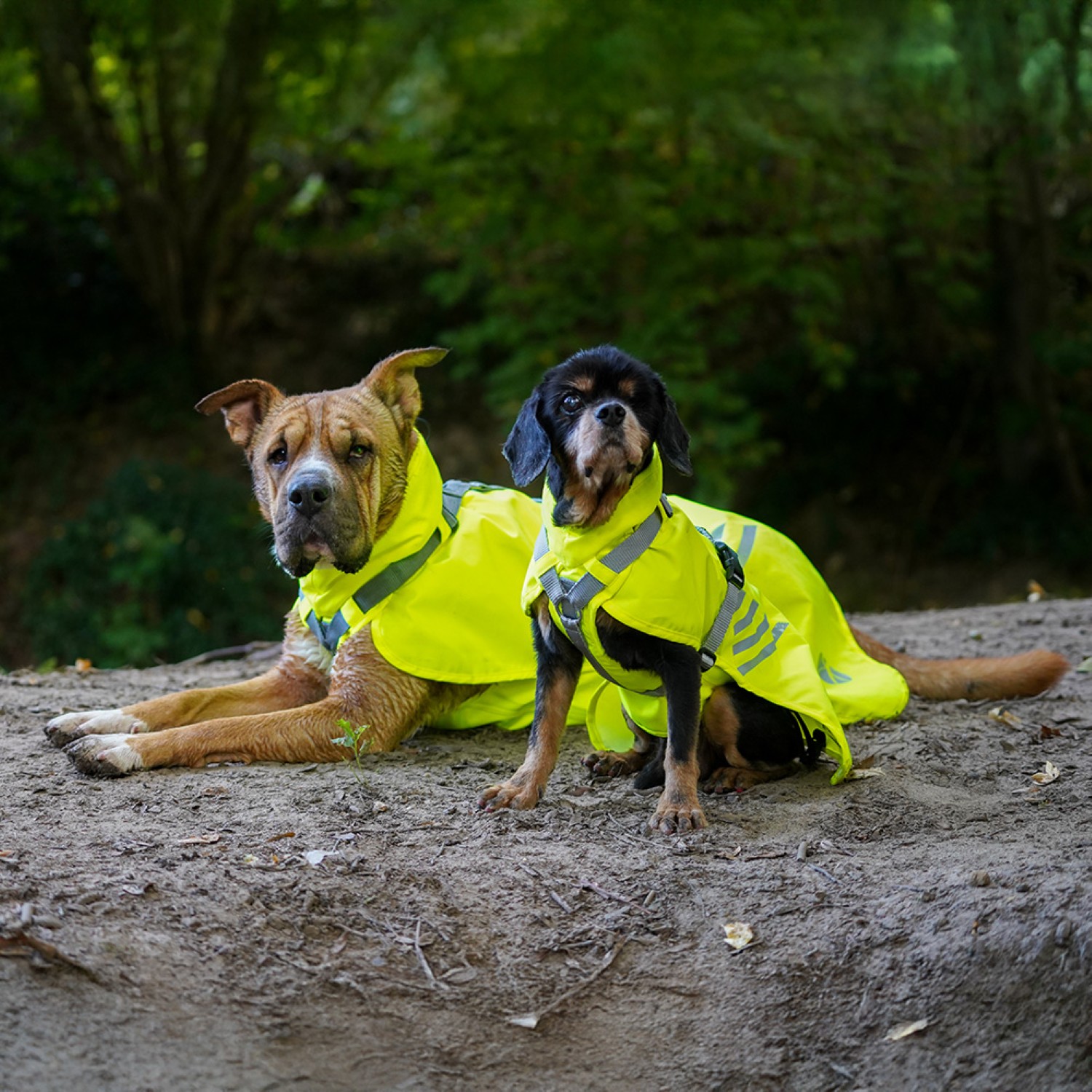 Anny-X Mantelgeschirr Lightning Leuchtgelb| Hundegeschirr mit integriertem Regenschutz | Gr. L | 68 cm