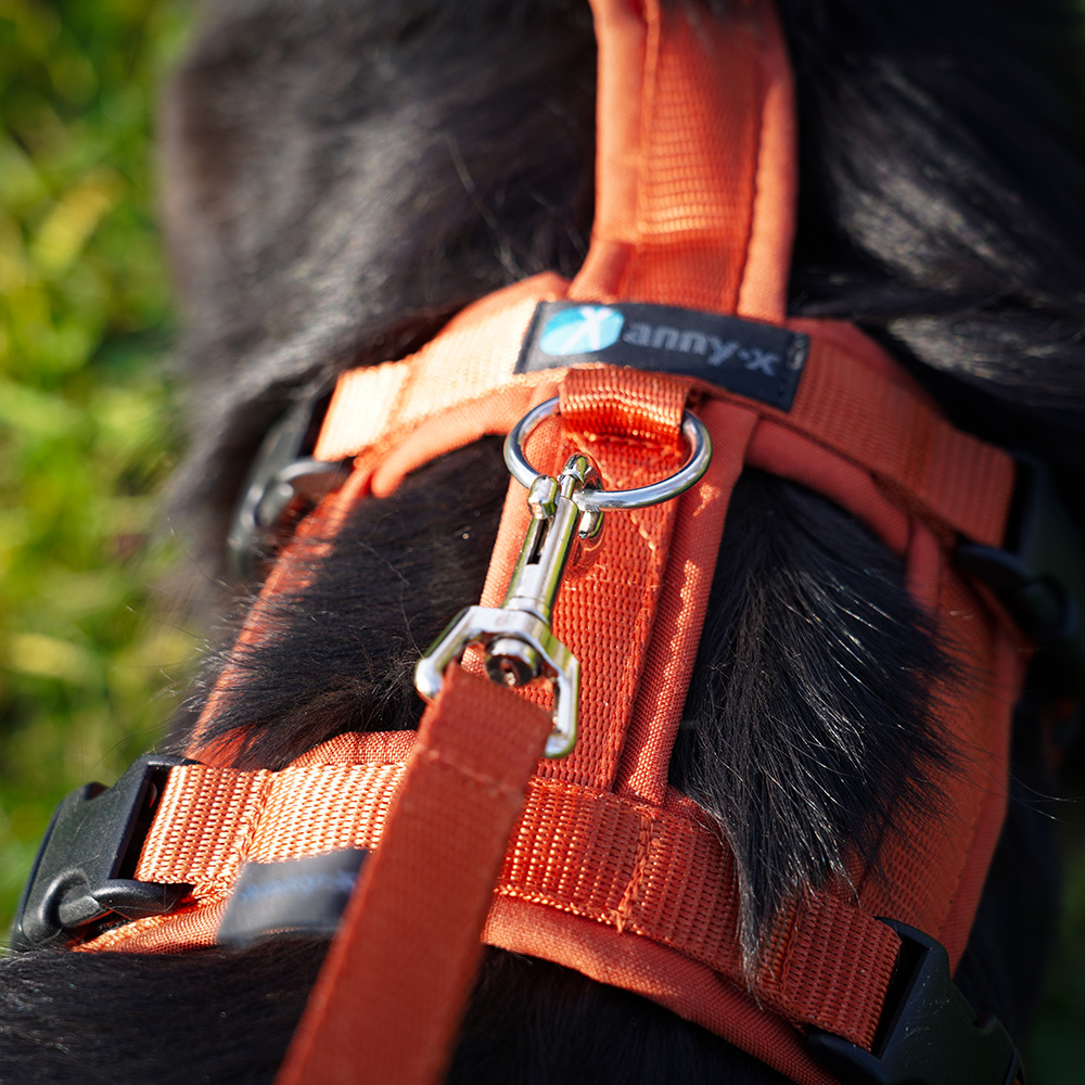 Anny·X Führleine Bolt Fun | verstellbare Hundeleine | gepolsterte Leine mit Bolzenkarabiner | Größe Middle - Farbe Ahorn