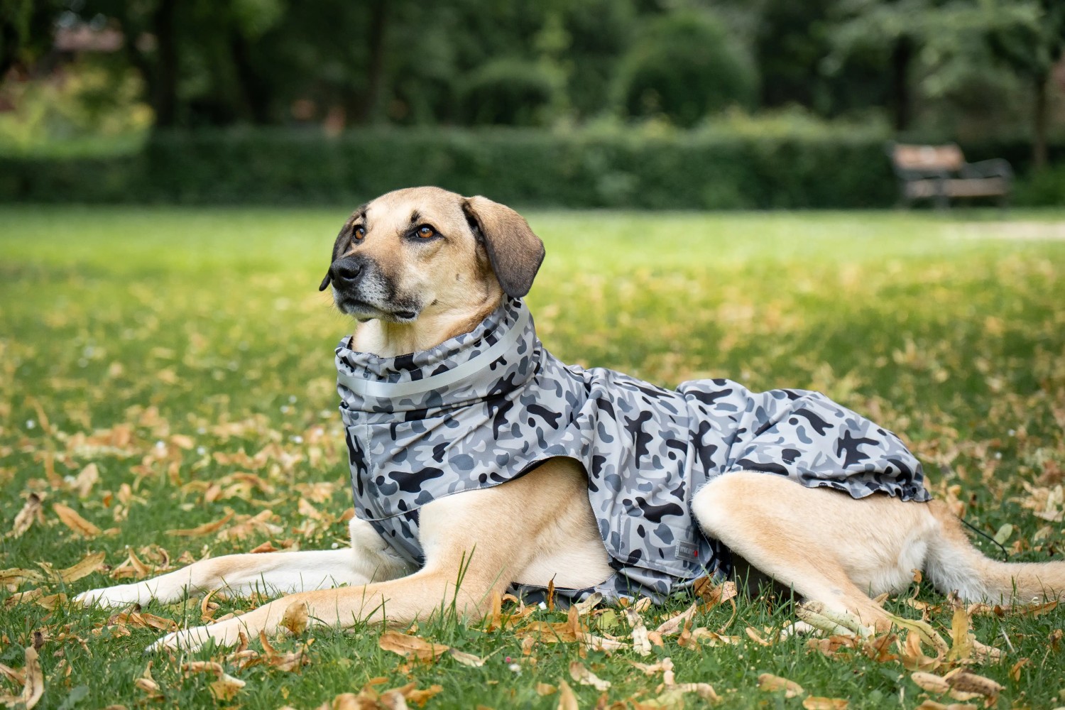 Wolters Regenjacke Camouflage | Stylischer Regenschutz im coolen Camouflage-Look Hunde | Gr. 28 (Rückenlänge 28 - 30 cm)