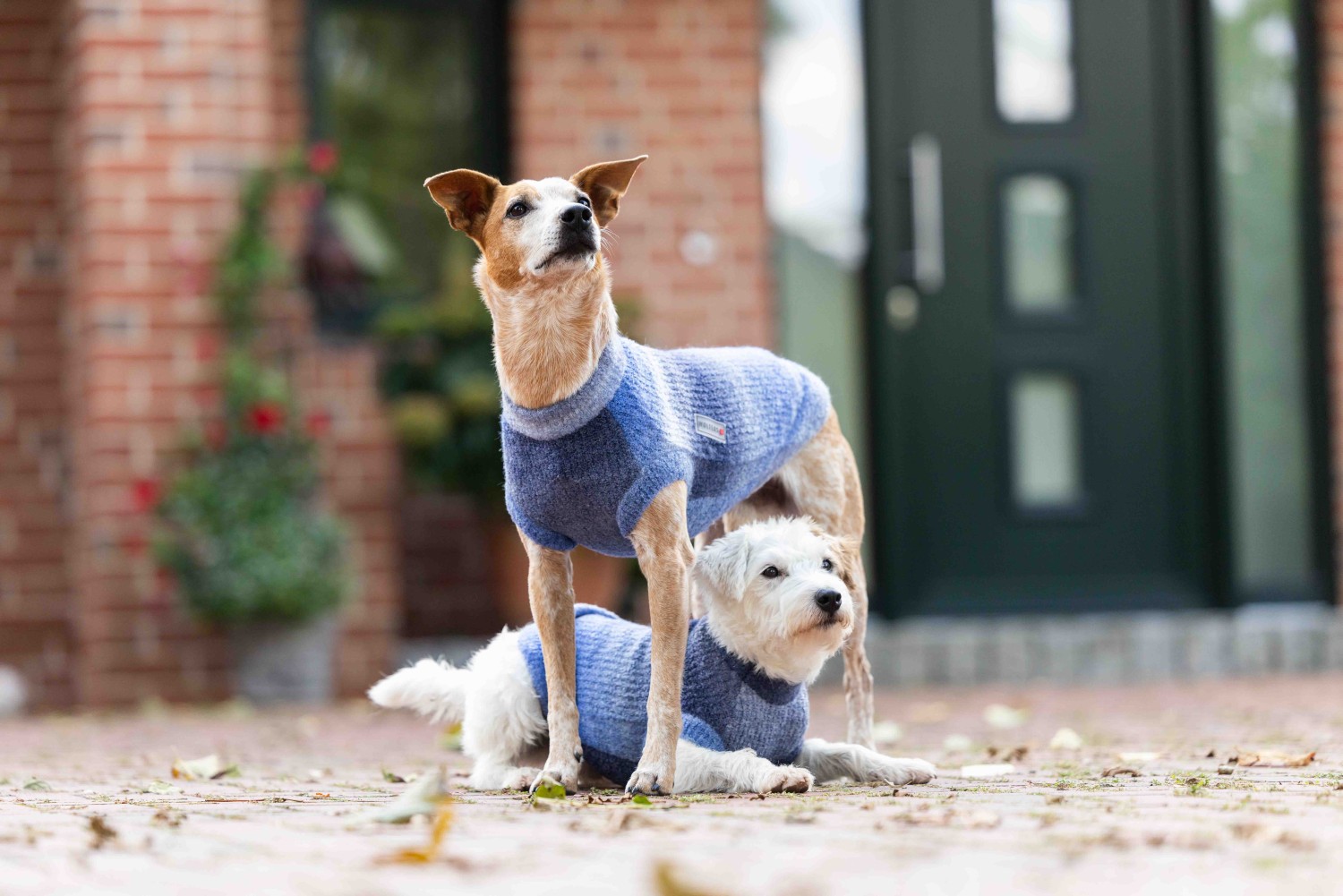 Wolters Strickpullover Sky | Blauer Hundepullover mit Farbverlauf | Gr. 20 (Rückenlänge 19 - 21 cm)