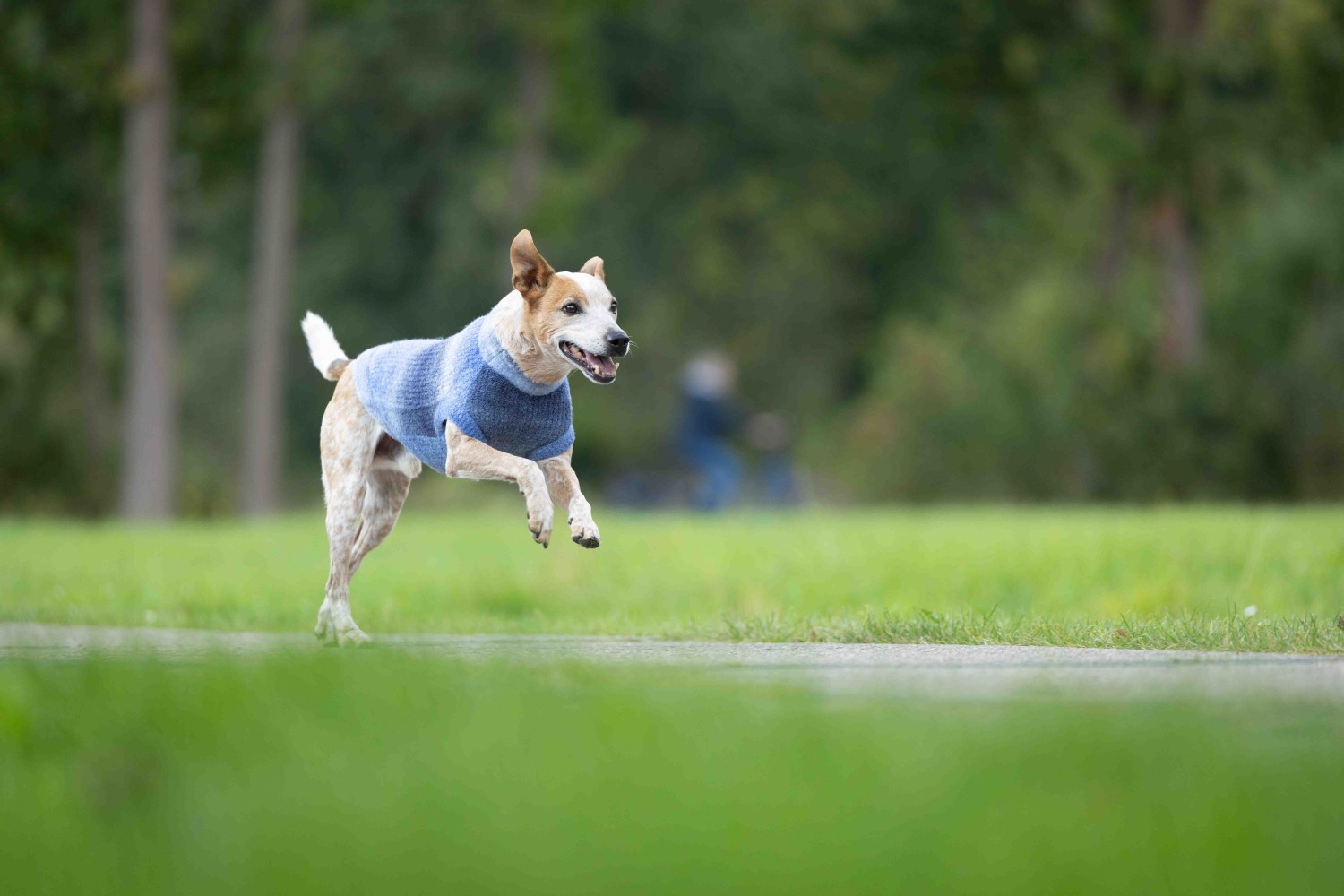 Wolters Strickpullover Sky | Blauer Hundepullover mit Farbverlauf | Gr. 20 (Rückenlänge 19 - 21 cm)
