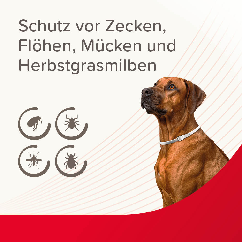 Beaphar VETOplus Parasiten Halsband 65 cm, Weiß | Repellent bis zu 4 Monate lang Schutz vor Ektoparasiten | für kleine bis große Hunde