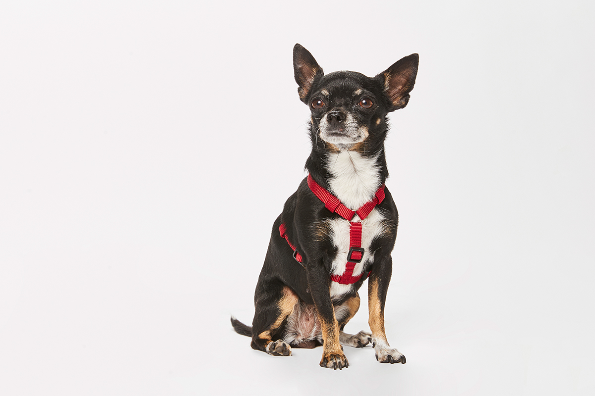 WOLTERS Professional Hundegeschirr | verstellbares Nylon-Geschirr für Hunde | Rot - Gr. XS  (Brustumfang 25-35 cm, Breite 10 mm)