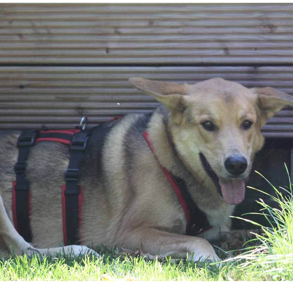 Anny-X Brustgeschirr Safety Fun Schwarz-Rot | Ausbruchsicheres Hundegeschirr mit Taillengurt | Größe S (Brustumfang 52 - 64 cm)