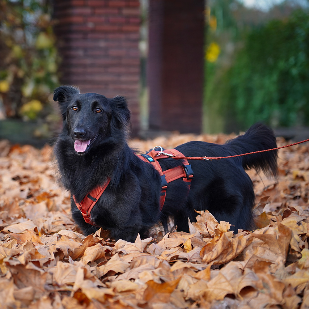 Anny-X Brustgeschirr Safety Fun Ahorn | Ausbruchsicheres Hundegeschirr mit Taillengurt | Größe S (Brustumfang 52 - 64 cm)