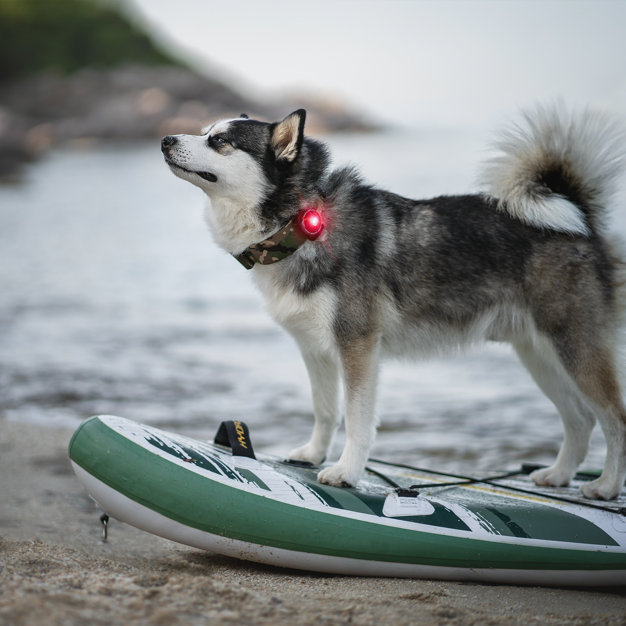 Orbiloc Safety Light | Dog Dual Red | Premium-Sicherheitslicht für Hunde Rot