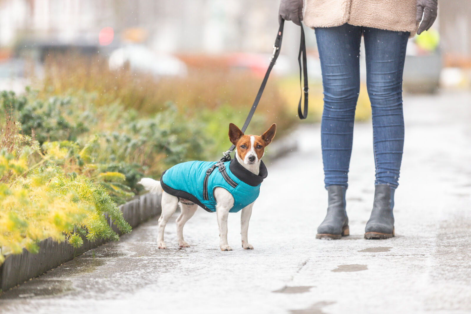 Trixie Wintermantel Pontis | Geschirr-Mantel für Hunde – warm, wasserabweisend | Farbe Aqua - Gr. XS 24 cm Rückenlänge