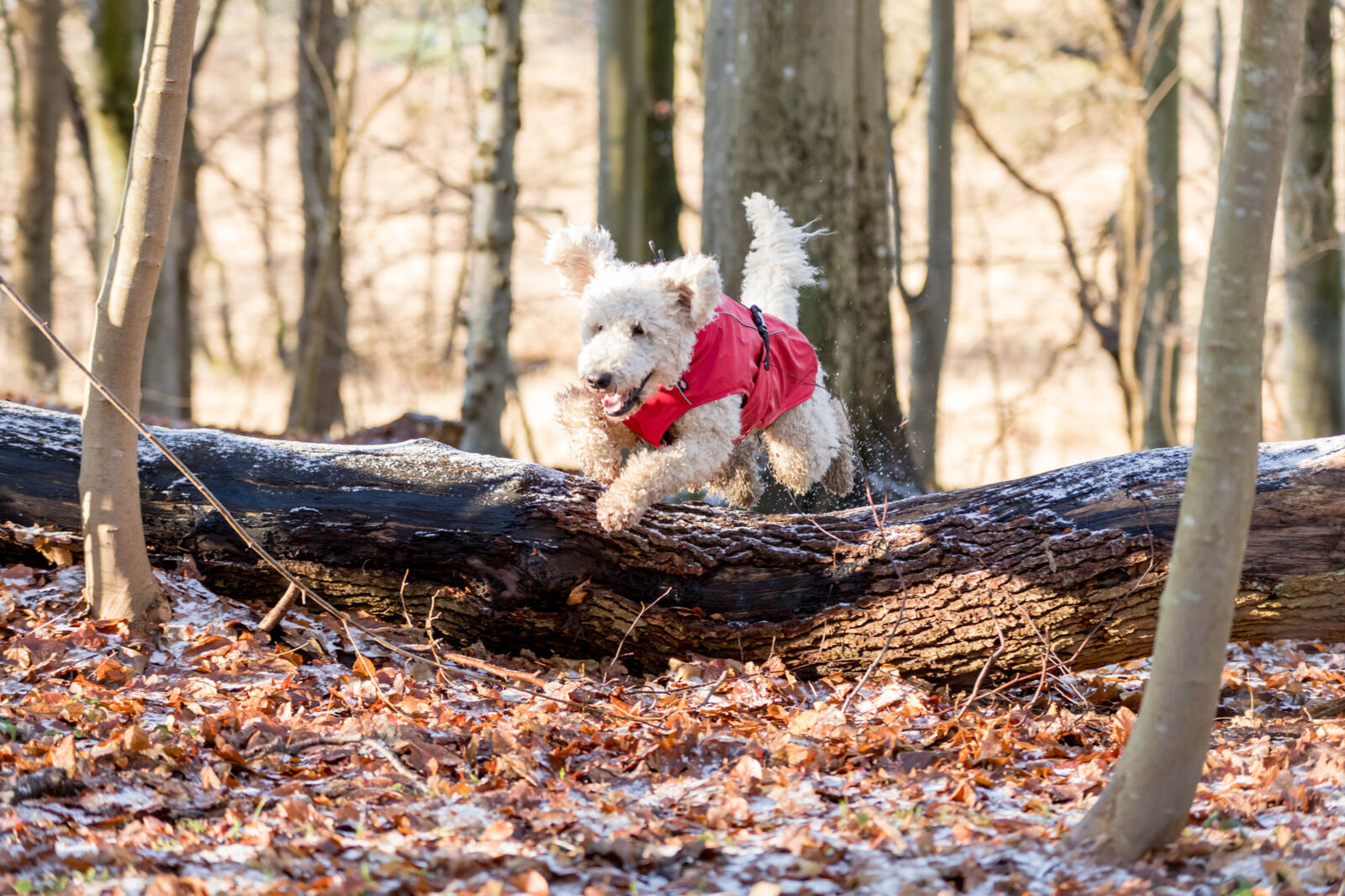 TRIXIE Regenmantel Vimy | Friesennerz für Hunde – Schutz vor Wind und Regen | Farbe Rot S 40 cm Rückenlänge