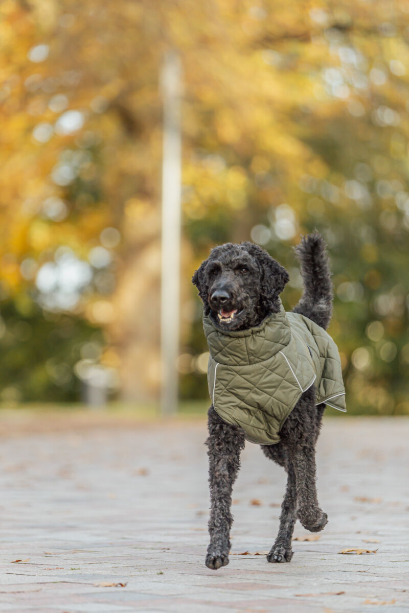 TRIXIE Hundemantel Minot | Wintermantel für Hunde – warm, wasserdicht | Farbe Olivgrün - XS 30 cm Rückenlänge