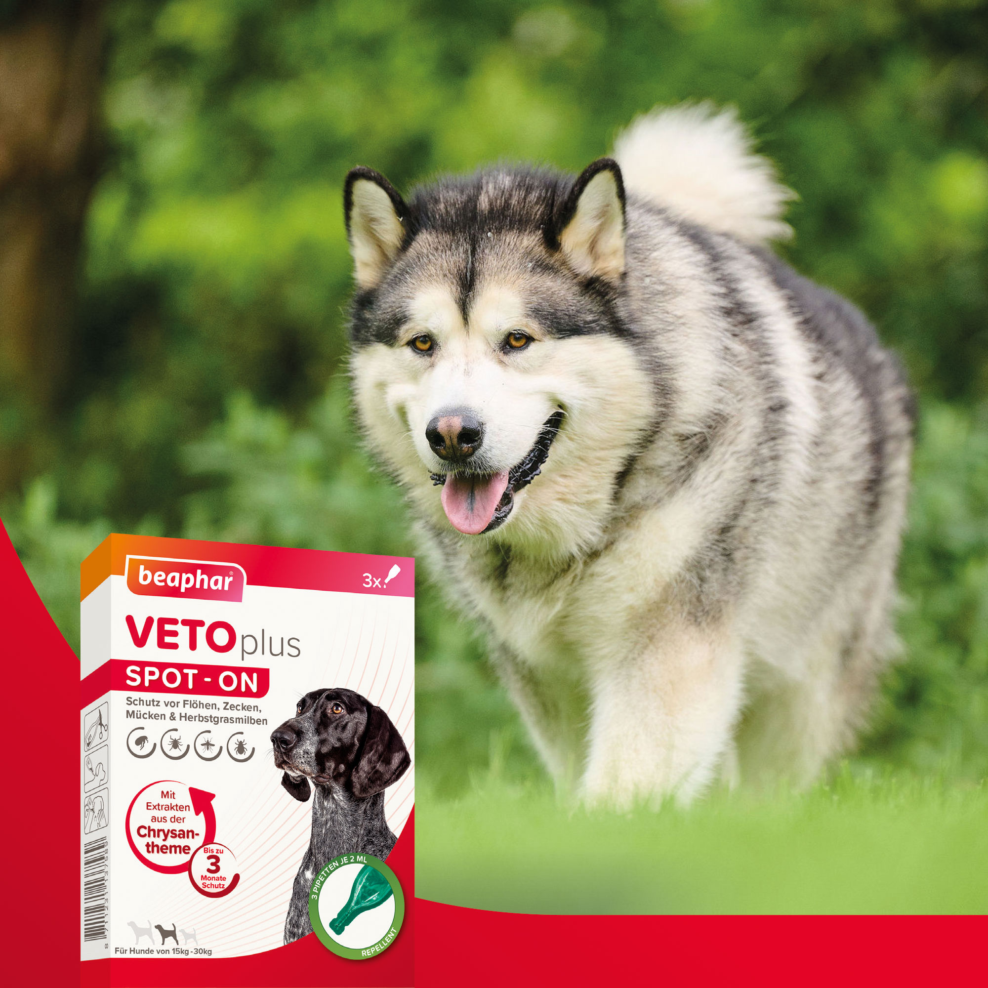 Beaphar VETOplus SPOT-ON | Schutz vor Zecken, Flöhen, Mücken und Herbstgrasmilben | 3 Pipetten je 2 ml | für Hunde 15-30 kg