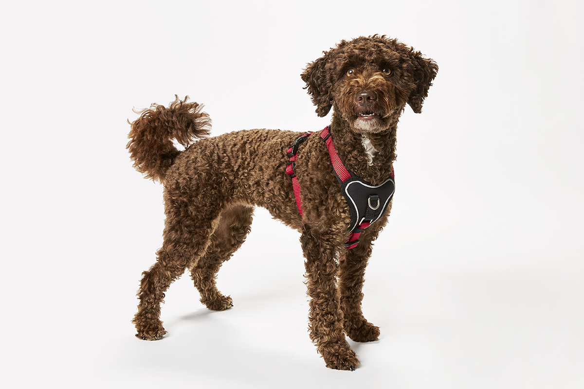 WOLTERS Professional Comfort Hundegeschirr | Brustgeschirr mit Neopren-Polsterung | Rot-Schwarz - Gr.-1 (27-32 cm) - Breite 15 mm